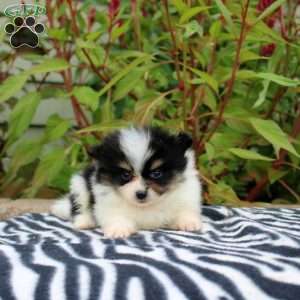 Teagen, Pomeranian Puppy